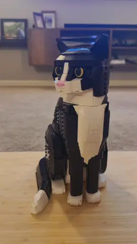 #catsoftiktok #tuxedocat #fyp