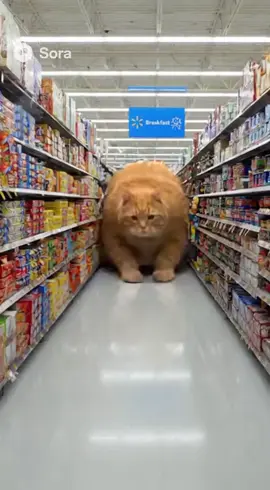 Jumbo Cat #sora #ai #cat