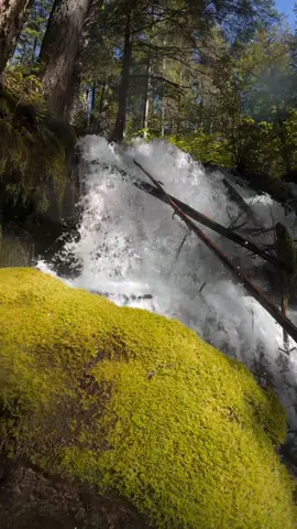 Rising up over moss-covered roots and rocks to a beautiful cascade deep in the forest. Sunlight glimmers through the mist, illuminating the water as it flows with power and grace. Moments like this are such a beautiful reminder of God’s handiwork and the peace found in His creation 😌