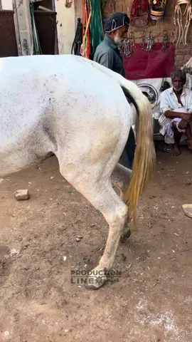Changing Horse Shoes in the Village | Skilled Farrier at Work 🐎 #fyp #manufacturing #productionline 
