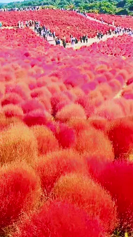 Red Kochia in Ibaraki Hitachi Sea Park 2025-#october #autum#japan#nature#コキア 