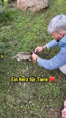 Wir haben Katzen geholfen in Izmir und sie gefüttert @Dasbensonding 🐈🇹🇷‼️ #niknando #viralvideos #izmir #strassenkatzen #tierenhelfen 