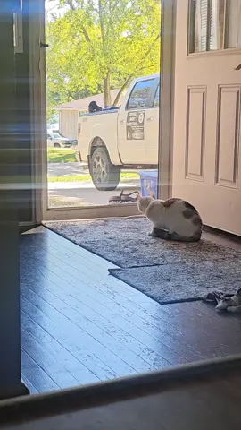 cat of tiktok #cutecat 