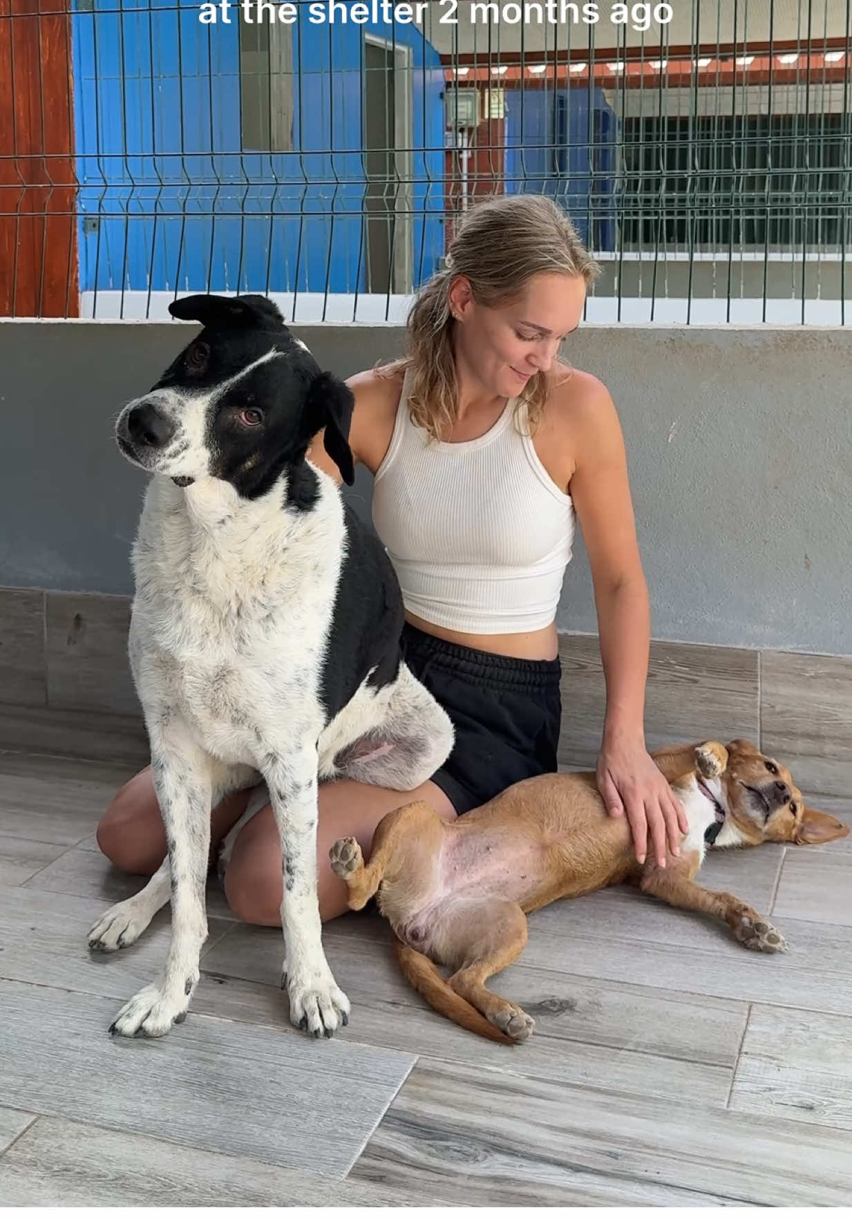 Meet Cowboy and Ilhu They arrived at the shelter two months ago and are incredibly sweet. They love cuddles and company. Today we took them to the beach and they really enjoyed running, exploring, and just being outside in the sun and sand. They would be amazing together in a home, but they’d also do well separately. Both just need someone to care for them and give them a safe, loving life  If you are interested in Cowboy (black male dog, 4 years) and Ilu (brown female dog, 6 years)  please contact https://animalrescuealgarve.com/adopt/dogs/ #adoptdontshop #dogoftheday #rescuedog #fyp #shelterdog 