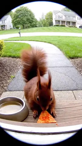 Squirrel tastes worlds hottest chip and reaction is hilarious as the squirell coule not handle the spice 🥵 Shocking doorbell camera footage of this insance scene. 😱 #squirell #doorbellcamera #spicy #chips #foryoupage 