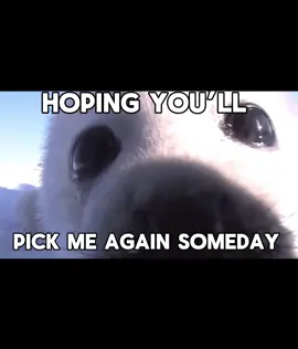 hello everyone🦭🦭 #seal #insaneclownposse #icp #fyppppppppppppppppppppppp #fypシ   icp seal lyric video yess ok