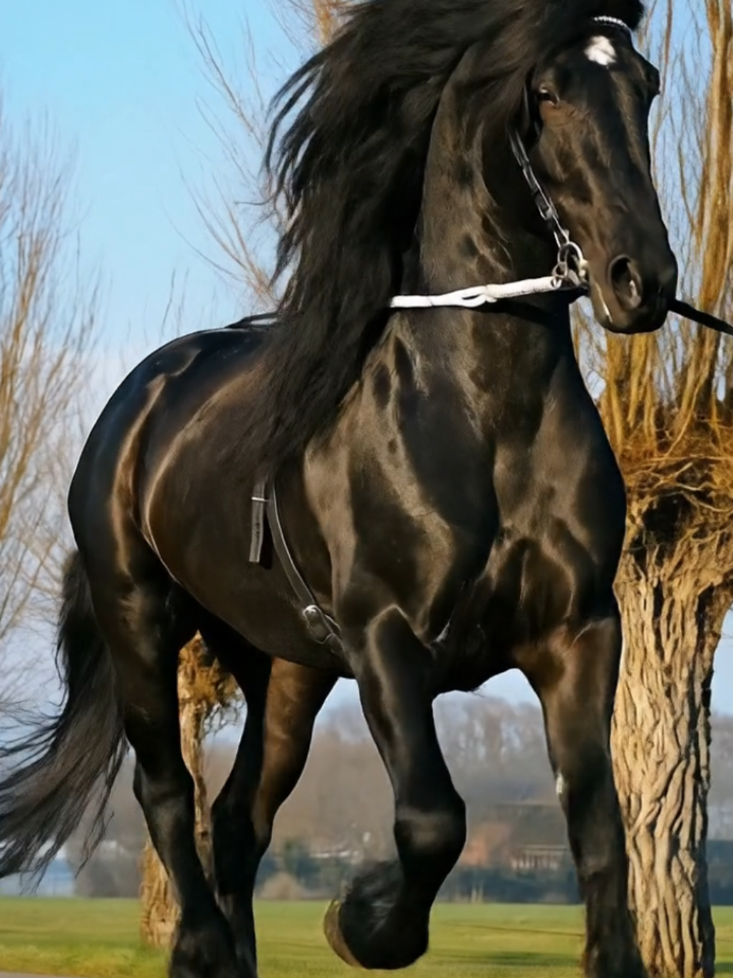Olhe bem esse cavalo… o Frísio não é apenas força, é arte em movimento! 🖤 Cada passo dele carrega elegância, poder e uma beleza que hipnotiza. E você? O que sente quando vê um cavalo como esse? 🐎💨 Comenta aí 👇 o que esse símbolo de liberdade te transmite!