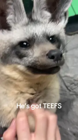 OH DOBBY FOX #fox #batearedfox #animal #cute #fyp 
