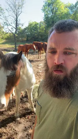 #rufusthebull #horsepeople 