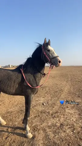 #برزان_الفروان_خيال_الثابت #الخيل_العربي_الاصيل🐎 #نجم_الفروان #مربط_الفروان #الخيل_من_خيالها 