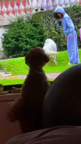 C’est officiel Ginger valide le cast de la star ac! (Surtout Wendy je pense) @Star Academy #staracademylelive #fyppppppppppppppppppppppp #staracademy #dogsoftiktok 