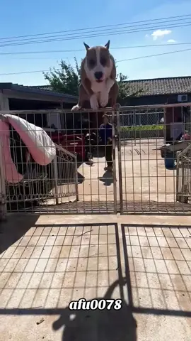 #粉丝一千万#dog#funny#foryou#fypシ゚ 