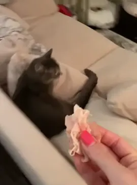 Cats Acting Like They Never Ate Forever 😹🍽️ #catsoftiktok #funnycats #catvideos #angrycats