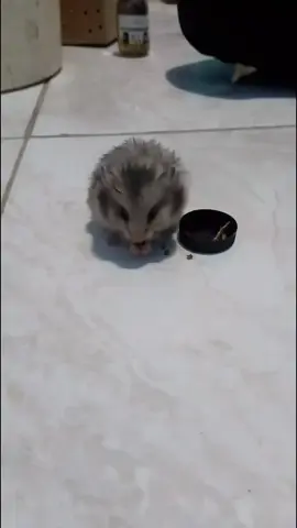Allloo ini Chikaa dan Chimmy cimitttt🤏🏻💋❤️#hamsterlonghai  #creamhamster #syrian #hamster #hamsters 