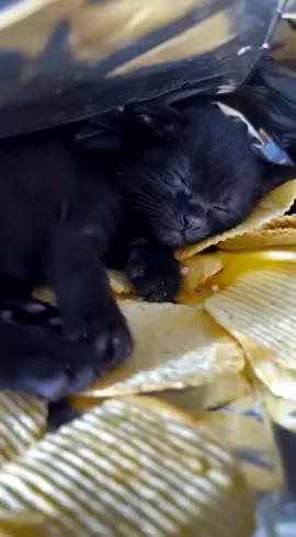 I was looking for her… and found her sleeping inside the chips bag 😭🥹❤️ #kitten #cat #viral #fyp #PetsOfTikTok 