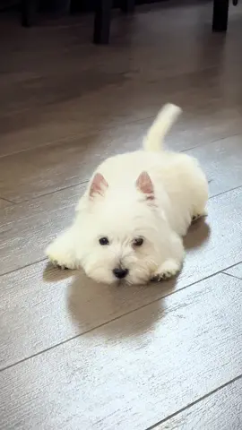 Energy level 100⚡️#westie #westhighlandwhiteterrier #westhighlandterrier #puppylove #breeder 