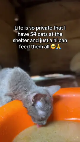 Please help us 🥹🙏#fyppppppppppppppppppppppp #virlvideotiktok #chatgpt #fypdoyourthing #loveanimals 