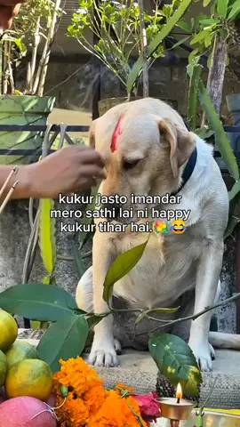 Happy kukur tihar sathi😂#fyppppppppppppppppppppppp #viral #tiharaayo #foryoupage #support 