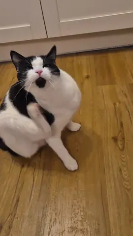 Whiskers fallen off #dadjokes #funnytiktok #comedyvideo #joke #fyp 
