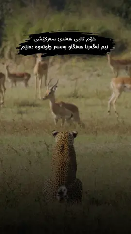 خۆم تالبی هەندئ سەرکێشی نیم ئەگەرنا هەنگاو بەسەر چاوتەوە دەنێم 🐆🖤