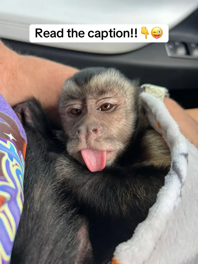 Everyone always asks why Oliver sticks his tongue out!!  Well for him it’s just fun little habit! He does it mostly when he’s happy & relaxed, but honestly does it whenever he wants!! He started doing this around 2 and it just became a part of his personality!!❤️😜 #oliverlincoln #sillyboy #capuchin #monkey #monkeysoftiktok 
