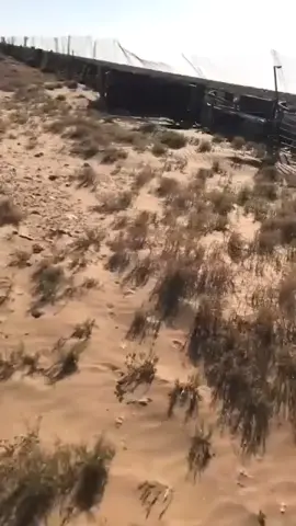 #ابورشوان #الصحراء_الغربية 
