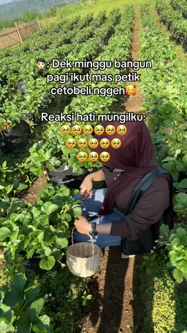 Petik celobelii dulu ges🥹🥰 #fyp #petikstrawberry #kebundesa #petikcetobeli #batu 