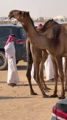 سننابي kn_14 .. #الصفر #الابل #السعيره #viral 