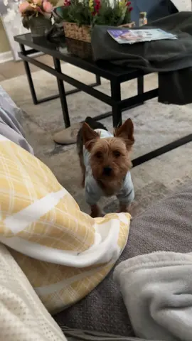 Nah because why is already annoyed? 😭 #yorkie #fyp 