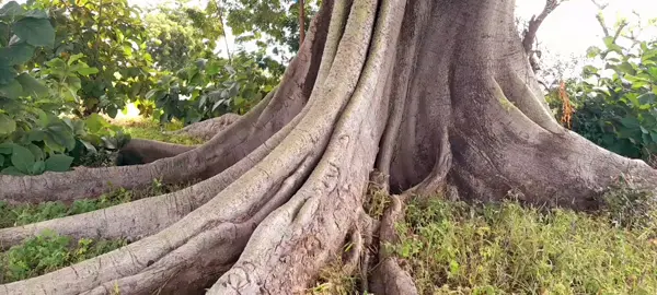 First release of the year finally out Go stream on Audiomack  Pɔlɛ Kuu is out🔥 Yellena 