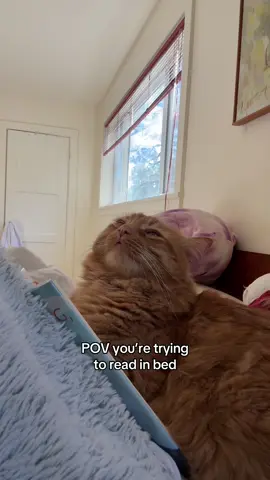 Love you so much, pls stop #BookTok #orangecatbehavior #reading #bookish #catsoftiktok 
