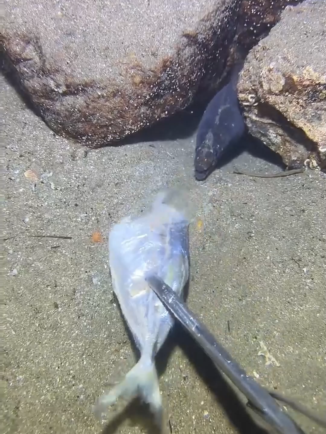 #deepsea #nemo #fishing #eels #diving #crab #lobster #beach #nature #sea