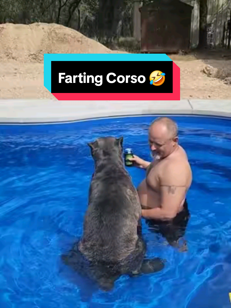Since you can't freaking edit a video you already posted.   Here's the full video of Dexter farting 🤣 He pooped right after.  #bigdogsoftiktok #fyp #canecorso #funny #swimming 