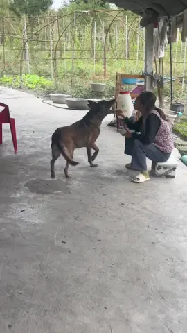 😆 #pet #xuhuong #fyp #trending #dog 