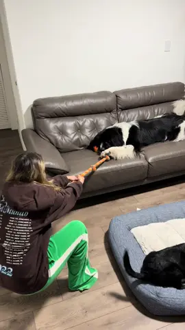 Mama VS Newfie 🐶 #newfoundlanddog #dogsoftiktok #dog 