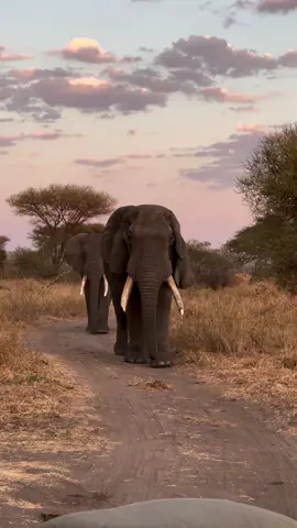 ……there are moments in life that stop you completely… when all you can do is breathe and take it in. Sitting still as elephants walk past, so close you hear every breath, is one of those rare moments you never forget. ______________________ #saudiarabia #uae #usa🇺🇸 #qatar #England 