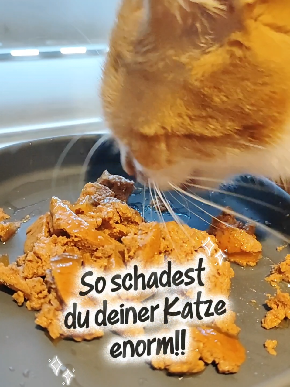 Hat deine Katze bereits einen erhöhten Futternapf?☺️💖😻#katzenwissen #katzen #katze #katzenvideos #katzenliebe 