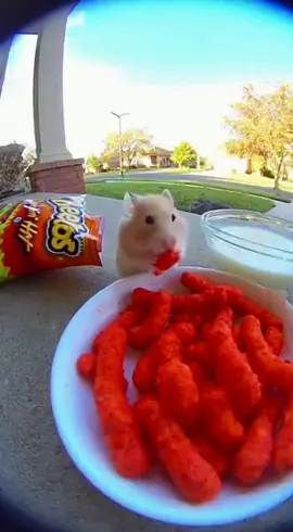 POV: You try Flamin’ Hot Cheetos for the first time and instantly regret all your life choices 😭🔥 This hamster went from chill to CHAOS in 3 seconds — look at him screaming and drinking milk like his soul’s on fire 💀😂 Somebody get this dude a fire extinguisher 😭🥵 #fyp #viral #trending #ai #funny 