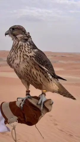 ادريس الشيخي  .  .  .  .  .  .  #شعر_ليبي #شعراء_وذواقين_الشعر_الشعبي #درنه_بنغازي_البيضاء_طبرق_ليبيا #مطروح_وهلها🔥💪😎 