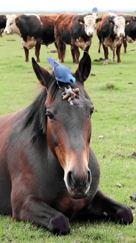 Animals life birds life🙃🙂😲   #animals  #ai  #wildlife  #petlife #Nature         