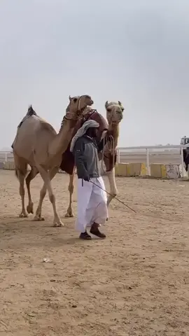 ام النواميس شقراء جعلها البركه❤️#هجن_الضابت #الخريب #الدواسر #الضابت #هجن_الاصايل 