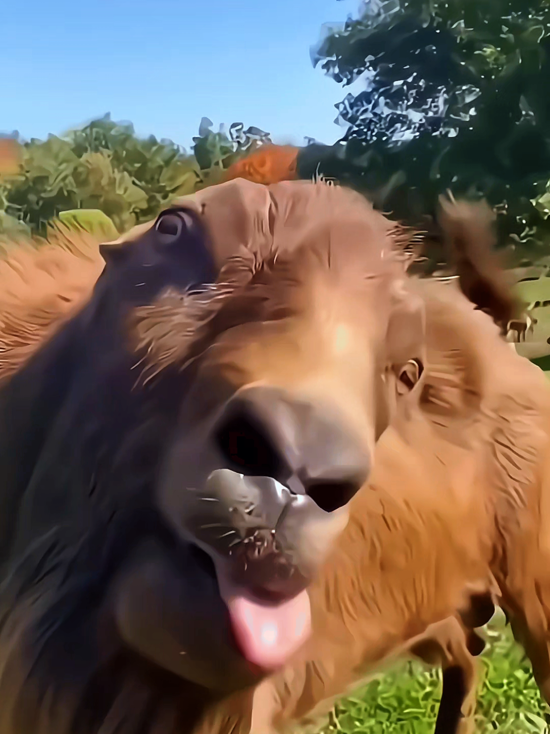 CUTE BABY DANCING WITH POLAR BEAR #baby #babydance #funnydance #funnybaby #kidsoftiktok 