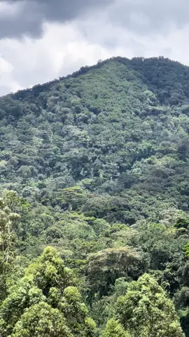 The Bwindi Impenetrable Forest is a large primeval forest located in south-western Uganda and is located in three districts of Kisoro, Kabale and Kanungu. The Bwindi forest is on the edge of the Albertine Rift, the western branch of the East African Rift, at elevations ranging from 1,160 to 2,607 metres (3,806 to 8,553 ft). The forest contains around 160 species of trees and over 100 species of ferns. Bwindi Impenetrable Forest Reserve was set up in 1942 on the rim of the Rift Valley #bwindiimpenetrableforest #travel #nature #traveltiktok 