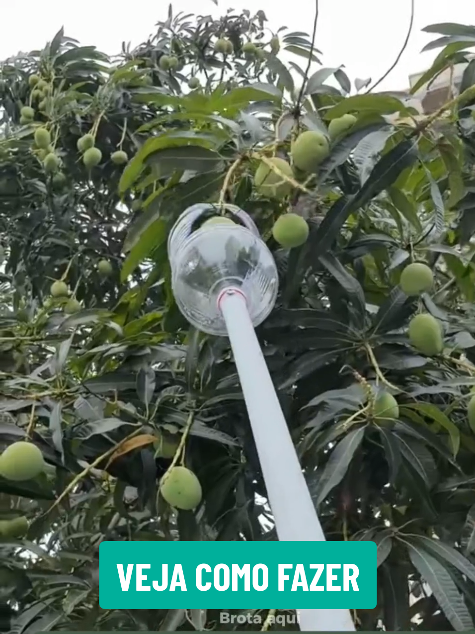 Catador de frutas de garrafa PET 🍊 — prático e de graça! ____ Dica simples pra quem ama plantar em casa 🌱 Esse pegador de frutas feito com garrafa PET é super fácil de fazer e muito útil no dia a dia🥭🍊 #DicasCaseiras #HortaEmCasa #TudoÉRoça #GarrafaPET #Sustentável 