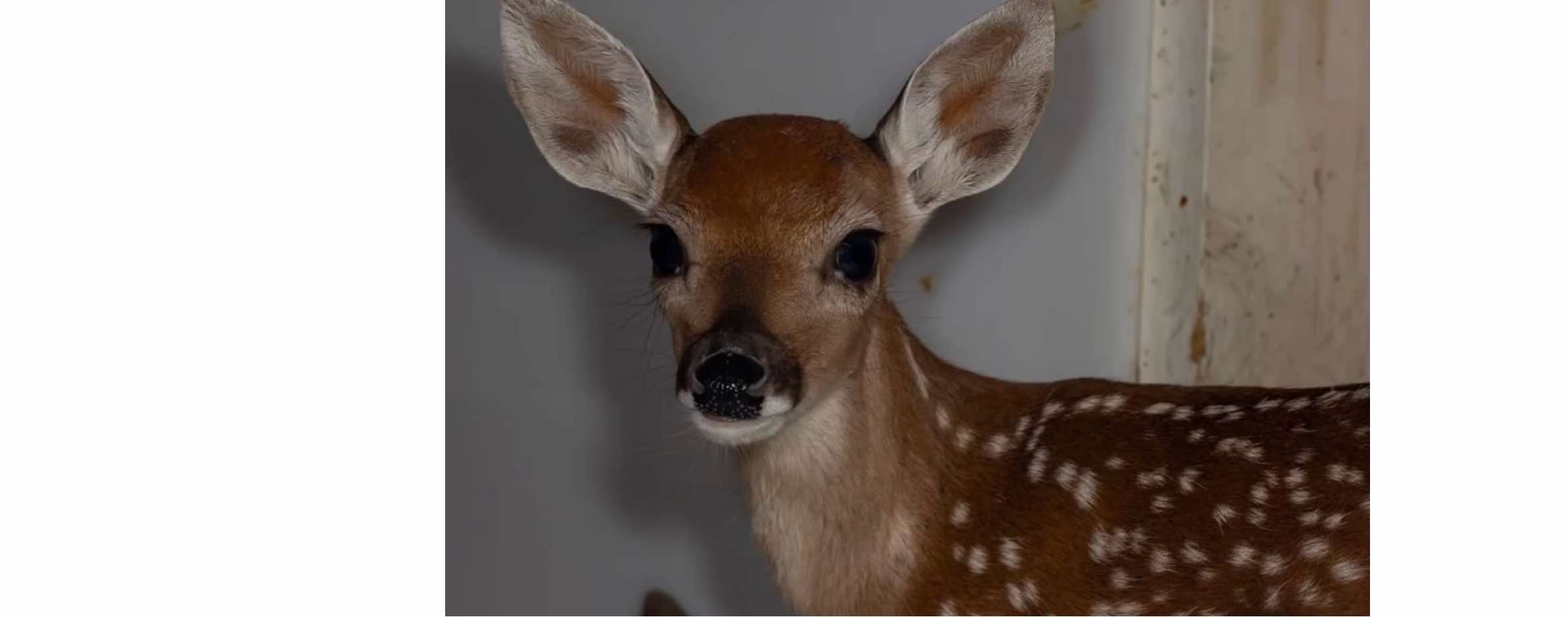 this sound makes me kinda sad :((( but very sweet animals I love deers #deer #fyp #spirit #foryou #vibe 