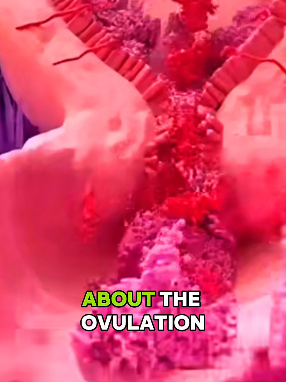 Ovulation Induction Procedure Explained | Boosting Fertility Naturally - 3D Animation. #OvulationInduction #FertilityTreatment #OvulationProcess #WomensHealth #IVFTreatment     