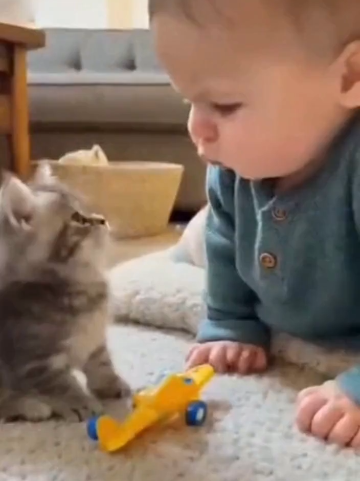 kitten baby play game with toy  #AnimalLover #FunnyAnimals #cat #catsoftiktok #catlover #cats