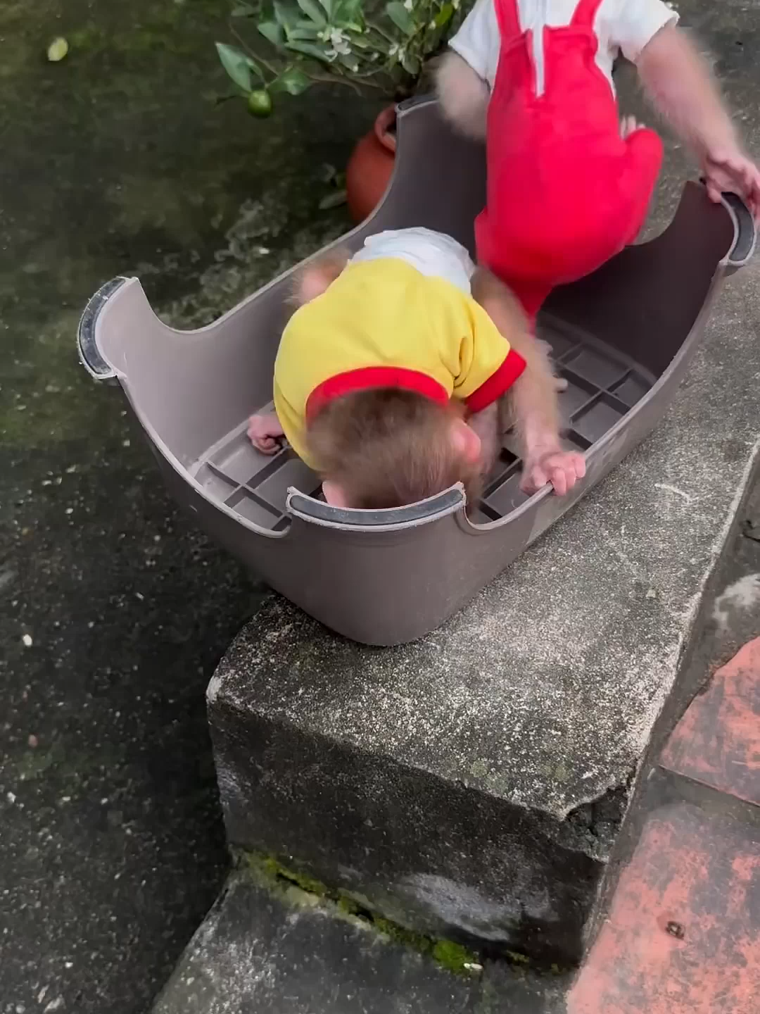 Monitos Lindos y Juguetones 862