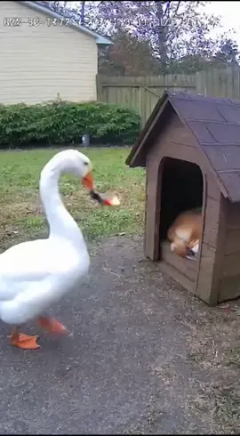 Special delivery for the doggo! 📦🔥 ​#trending #dogsoftiktok #prankwars #lol #savageanimal