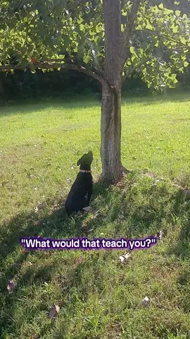 Y'all think she'll get in that tree? #DogTraining #nigellahazel #pack3 #treeclimbingdog 